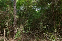 property photo for Springlake Plat 6 Tract 28, 0.19 acres for sale in Miller County, Missouri