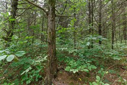 property photo for Springlake Plat 6 Tract 4, 0.19 acres for sale in Miller County, Missouri